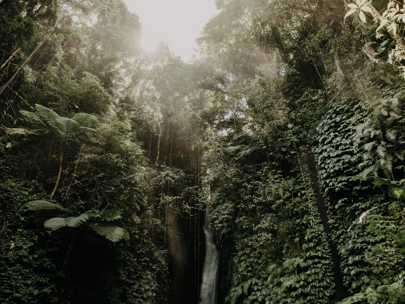 The jungle gorge of the Ayung River near Ubud